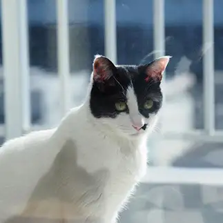 自分の影が自分に映り過ぎる猫すぎるネコ　　SAKURAさん