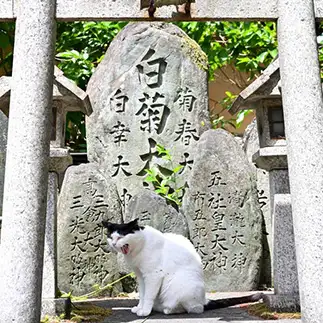 猫神様すぎるネコ　　仙城 彩漓さん