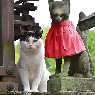 お狐様と記念撮影すぎるネコ　　仙城 彩漓さん