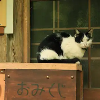 大吉すぎるネコ　　輪廻さん