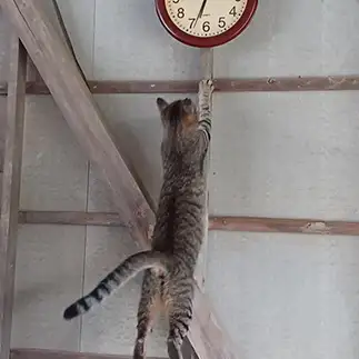 ごはんの時間がすぎたよと時間にきびしすぎるネコ　　なんなさん