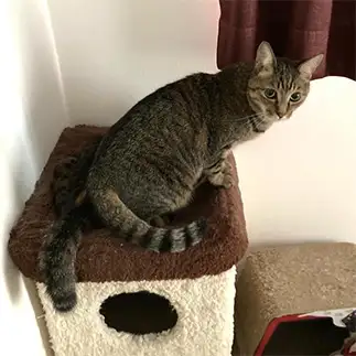 猫又すぎるネコ　　ミロルナのママさん