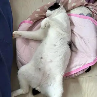 無防備すぎるネコ　　みゅうさん