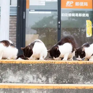 カウンター席すぎるネコ　　monさん