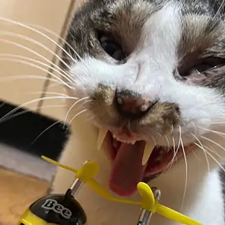 進撃の巨猫すぎるネコ　　ひろしさん