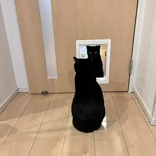 写し鏡すぎるネコ　　ムギコメさん
