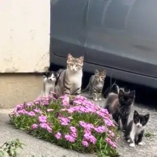 血縁と無縁すぎるネコ　　かのこさん