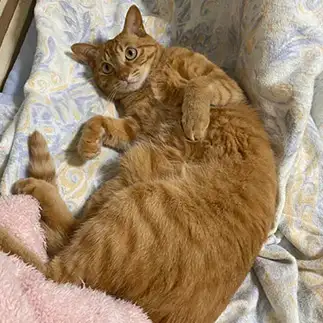 お腹見せすぎるネコ　　ちびちびさん