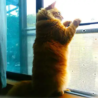 のぞき見しすぎるネコ　　チャ太さん
