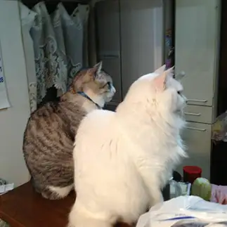 揃いすぎるネコ　　トトさん
