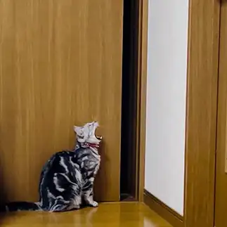 待ち猫来らずすぎるネコ　　小町ママさん