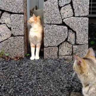 さり気なく写りたがりすぎるネコ　　油猫丸さん