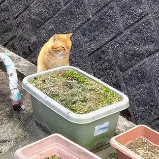 猫草植えたい…家庭菜園に興味ありすぎるネコ　　油猫丸さん
