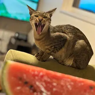 全力で食べにいきすぎるネコ　　サラキアさん