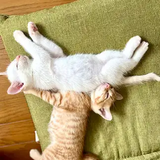 Ｔ　Ｔ兄弟すぎるネコ　　ゆきどん・ユキドンさん