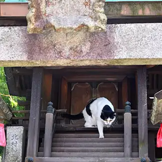 猫神様のご出勤すぎるネコ　　仙城　彩漓さん