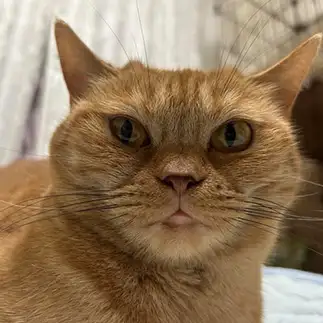 ゴルゴ１３すぎるネコ　　べべんたさん