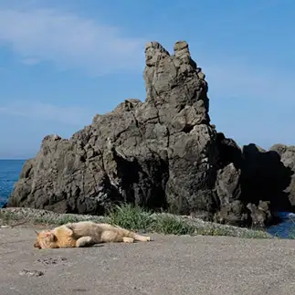 犬岩の守り神すぎるネコ　　おげんちゃんさん