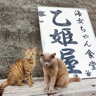 不機嫌すぎるネコ　　熊本ネコ歩きさん
