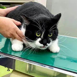 大きいのにおびえすぎるネコ　　ｇｒｅｅｎｃａｔさん