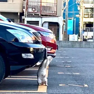 当たり屋がすぎるネコ　　ぴーちさん