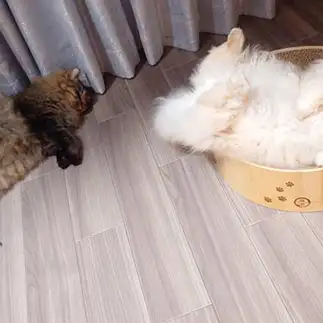 怠惰すぎるネコ　　みったんさん