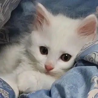 バッチリ決まった！すぎるネコ　　わたさん
