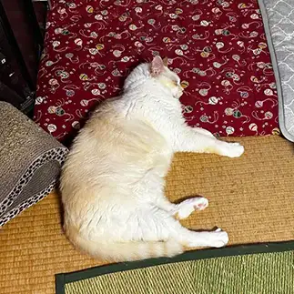 「ヒ」すぎるネコ　　にゃーさん