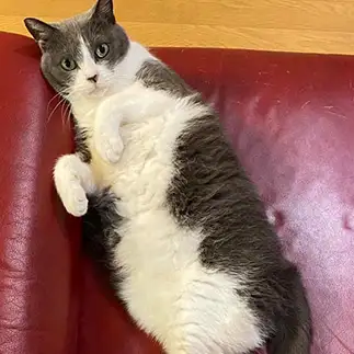 忍び足で歩きすぎるネコ　　ぎんさん