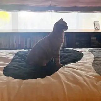 脱・猫背すぎるネコ　　かのこさん