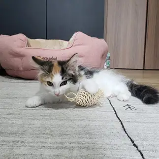 海賊すぎるネコ　　hanacyannekoさん