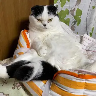 はよ、アイコス持って来いや～！兄貴すぎるネコ　　ぱんだるさん