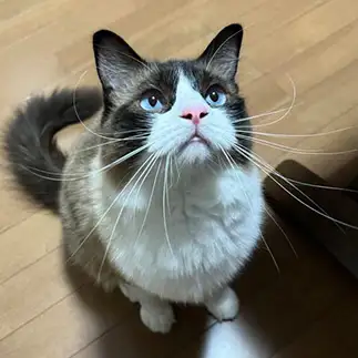 髭ひろげすぎるネコ　　 dollyさん