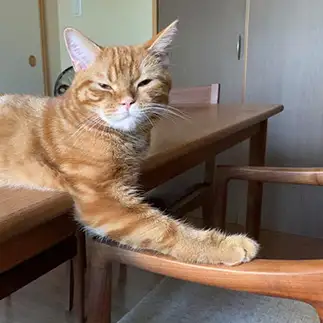 肘掛けの使い方が天邪鬼すぎるネコ　　かのこさん