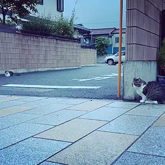 告白を躊躇（ためら）いすぎるネコ　　かのこさん