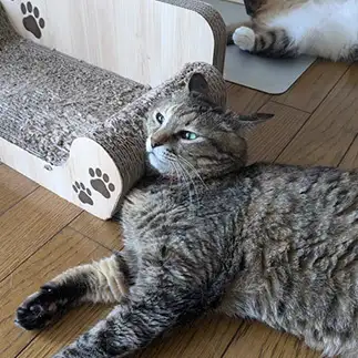 無の境地すぎるネコ　　ひまわり屋ひまさん