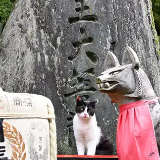 最上位すぎるネコ　　仙城　彩漓さん