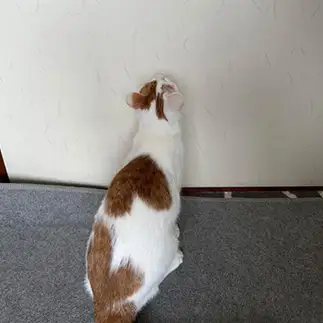 ハートすぎるネコ　　ネルさん