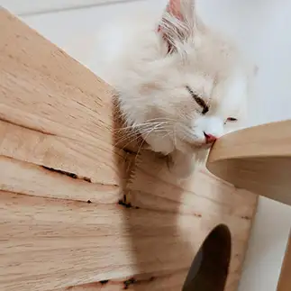 ギリギリを保ちすぎるネコ　　のんさん