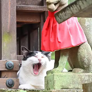 おきつね様とおしゃべりすぎるネコ　　仙城 彩漓さん