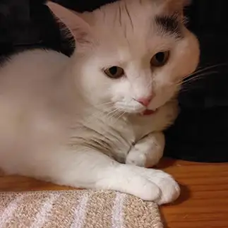 般若すぎるネコ　　豆大福さん
