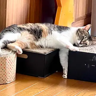一人占めしすぎるネコ　　ゆきどん・ユキドンさん