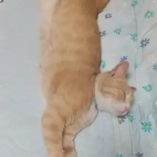 伸びすぎるネコ　　ケボさん