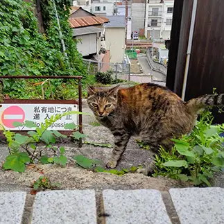 しっかりと監視しすぎるネコ　　t.takaharuさん