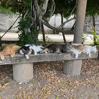 夏にムれすぎるネコ　　ぴよえもんさん