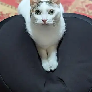 お行儀よすぎるネコ　　透明さん