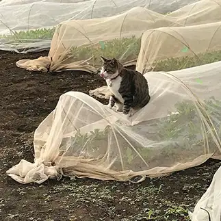 ハンモックにしちゃいすぎるネコ　　杉尾晃代さん