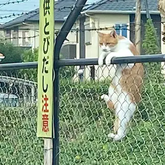 看板どおりすぎるネコ　　greencat321さん