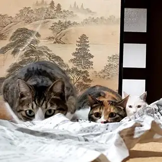 狙いを定めすぎるネコ　　あやさん