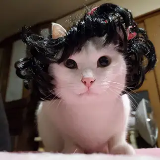 イメチェンしすぎるネコ　　あやさん